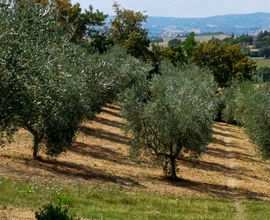 Terreno agricolo