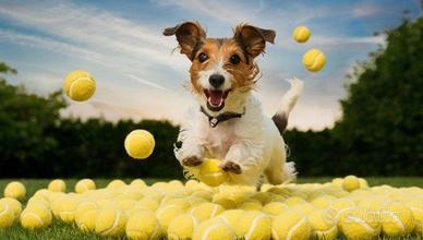 Palline tennis usate nr 50 per vari usi