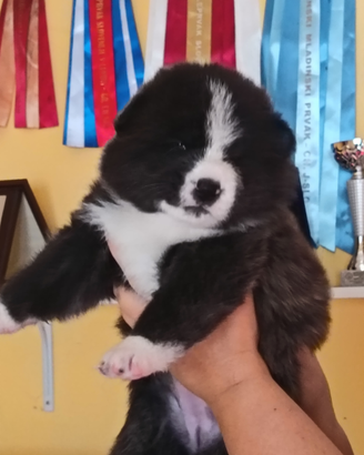 Akita inu