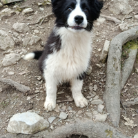 Cucciolo maschio Border Collie Forever Top