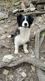 Cucciolo maschio Border Collie Forever Top