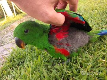 Pappagalli Ecletto DA IMBECCO