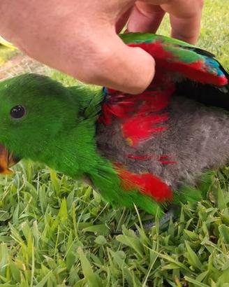Pappagalli Ecletto DA IMBECCO