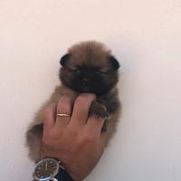 Cucciolata Pomerania fulvo carbonato
