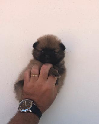 Cucciolata Pomerania fulvo carbonato