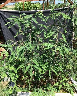 Pre Bonsai di sequoia