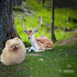 Volpino pomerania accoppiamento