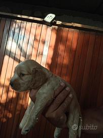 Cucciolo di cocker