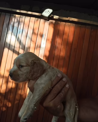 Cucciolo di cocker