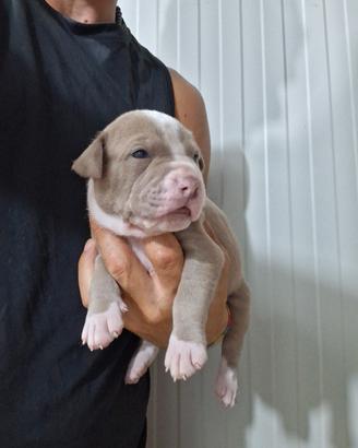 Pitbull Ukc