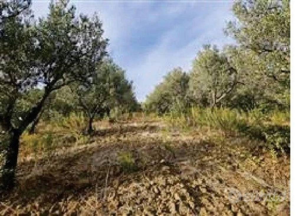 Immobile in asta di 19088 m² a Santa Sofia d'Epiro - Vista 4