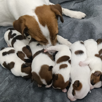 Jack Russell Terrier