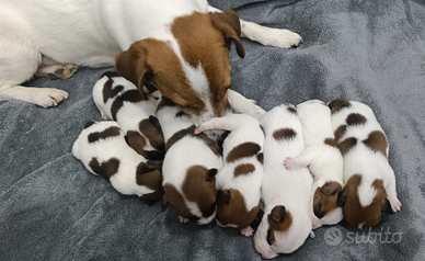 Jack Russell Terrier