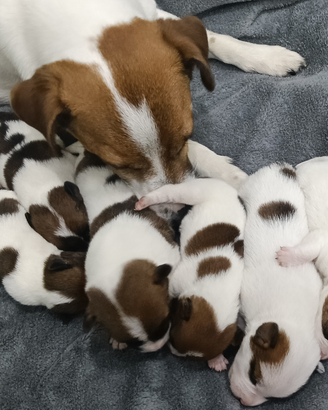 Jack Russell Terrier