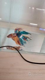 betta show