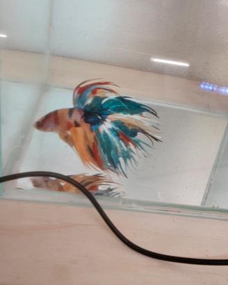 betta show
