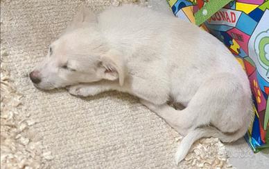 Cucciolo di cane meticcio razza piccola