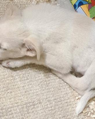 Cucciolo di cane meticcio razza piccola