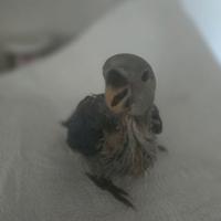 Splendidi allevati a mano