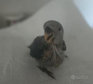 Splendidi allevati a mano