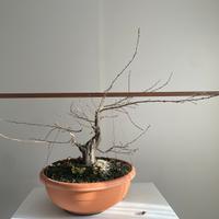 Bonsai carpino bianco