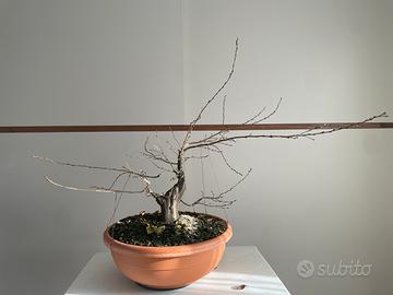 Bonsai carpino bianco
