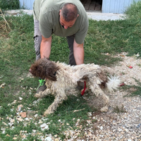 Lagotto