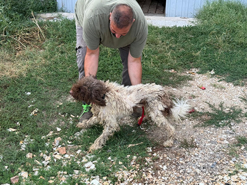 Lagotto