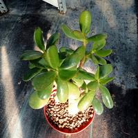 Crassula ovata- Albero di Giada 