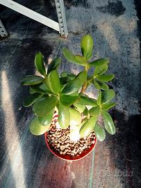 Crassula ovata 'Albero di giada