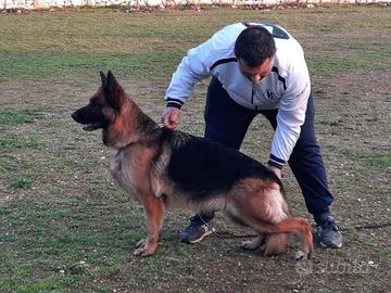 Fattrice brevettata e selezionata