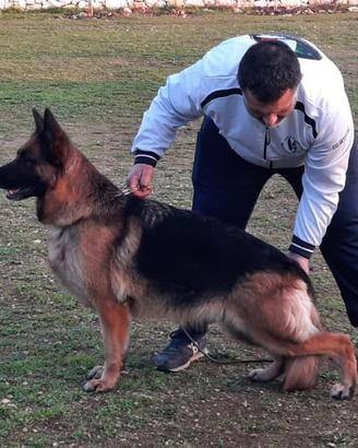 Fattrice brevettata e selezionata