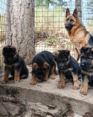 CUCCIOLI di PASTORE TEDESCO