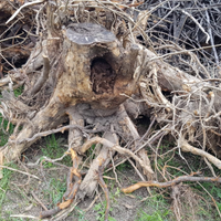 Radici di albero