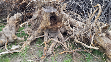 Radici di albero