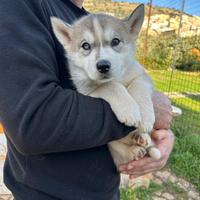 Siberian Husky