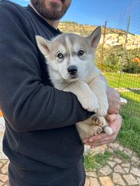Siberian Husky
