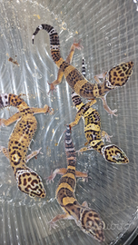 Geco leopardino 07 e 08/25