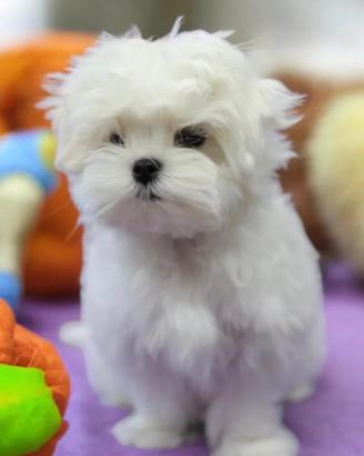 maltese toy