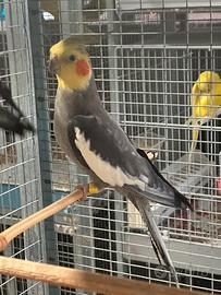 Calopsite maschio 2024