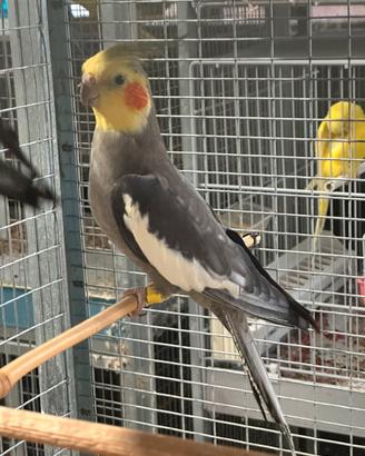 Calopsite maschio 2024