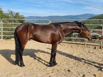 Puledro castrone 3 anni da compiere