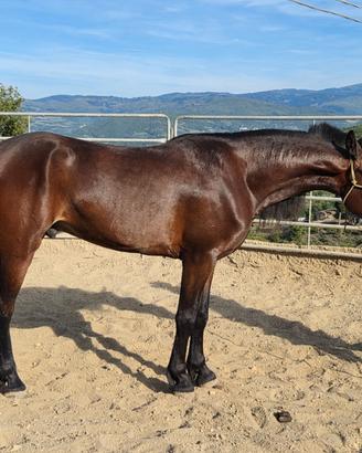 Puledro castrone 3 anni da compiere