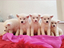 Immagine 4