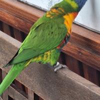 Pulli di lorichetto arcobaleno