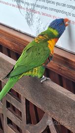 Pulli di lorichetto arcobaleno