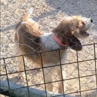 Briquet Griffon Vandeen