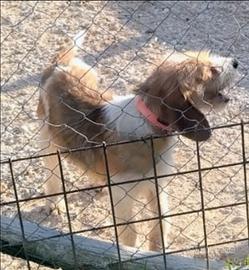 Briquet Griffon Vandeen