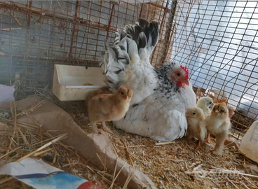 Galline Nane: Nagasaki(chabo)