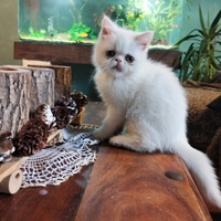 Gattini Exotic shorthair maschi